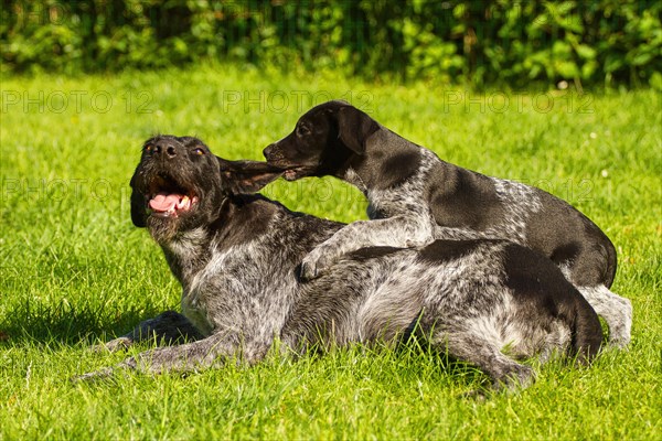 German Wirehair with puppy