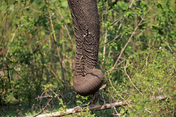 Sri Lankan elephant