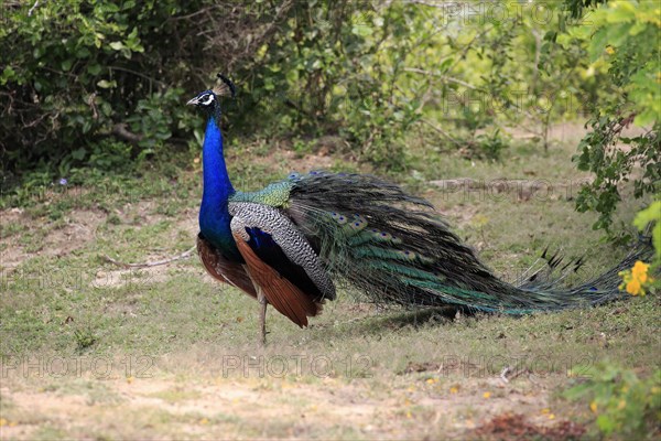 Indian peafowl