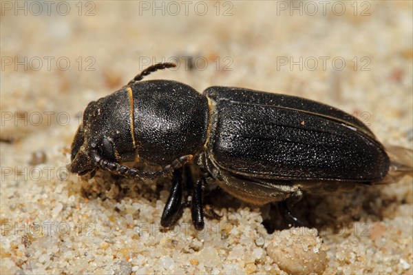 Black longhorn beetle