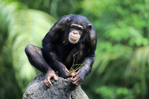 Chimpanzee