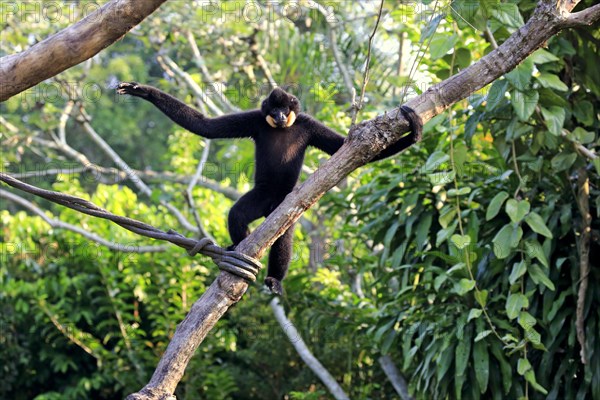 Yellow Cheeked Gibbon