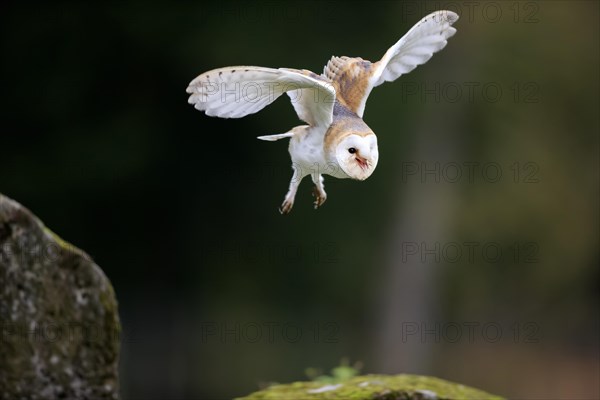 Barn Owl