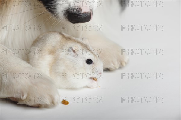 Djungarian hamster