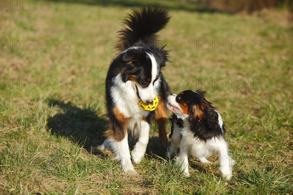 Australian Shepherd