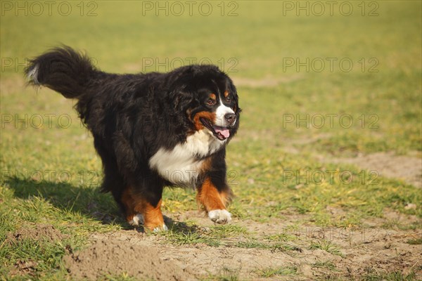 Bernese Mountain Dog