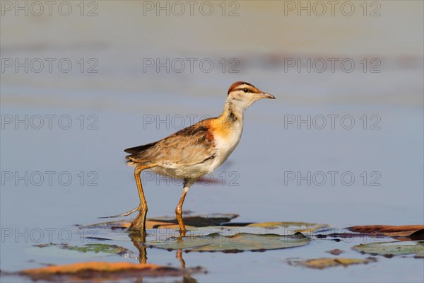 Lesser Jacana