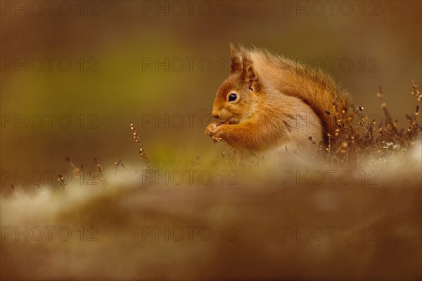 Eurasian red eurasian red squirrel