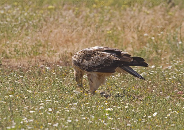 Spanish Imperial Eagle