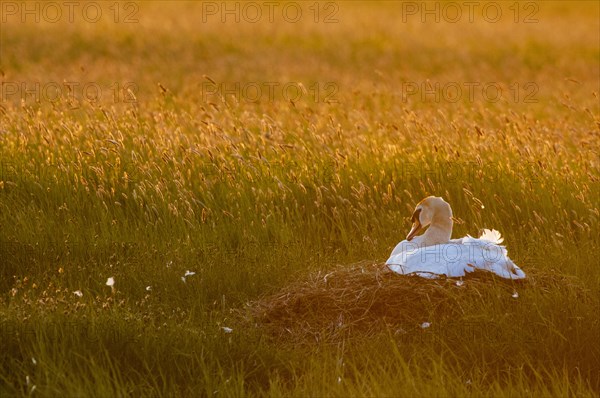 Mute Swan