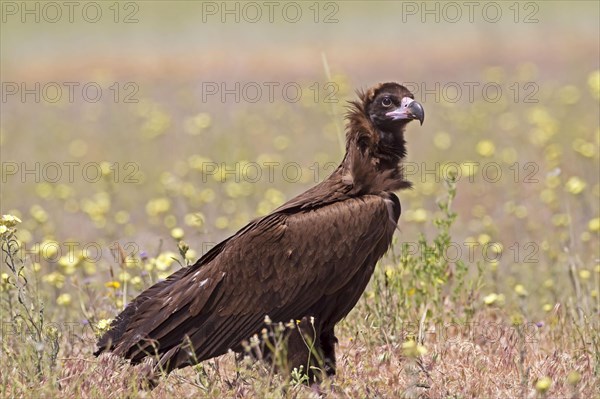 Eurasian Black Vulture