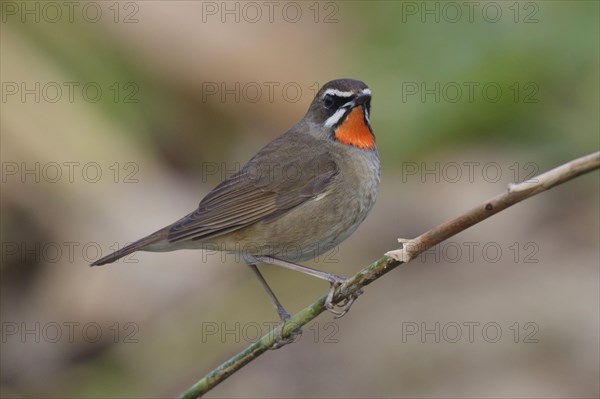 Siberian Rubythroat