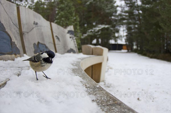 Coal tit