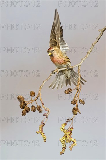 Adult male lesser redpoll