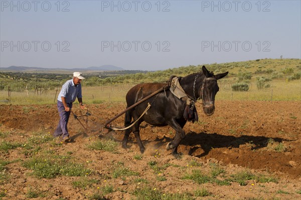 Farmer with mule pulling plough