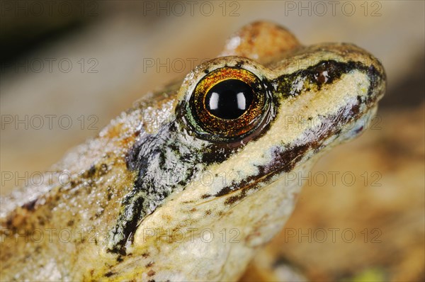 Pyrenean Frog