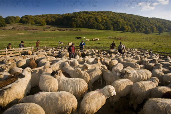 Domestic sheep