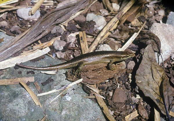 Skink