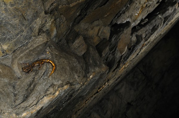 Strinati's Cave Salamander