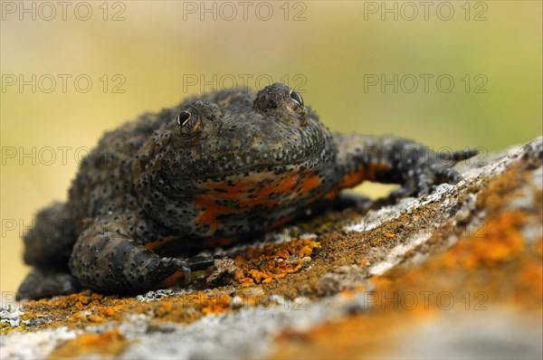 Yellow-bellied Toad