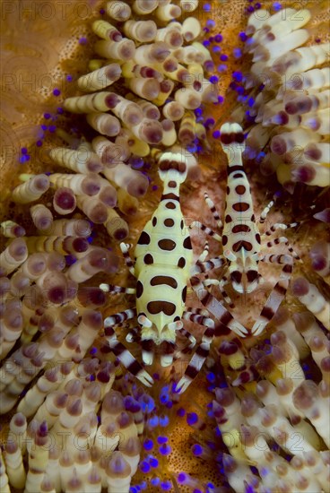 Pair of Coleman shrimps