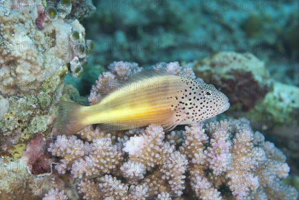 Striped coral guard