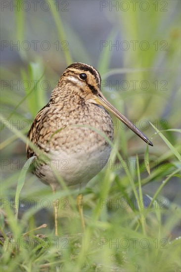 Common Snipe