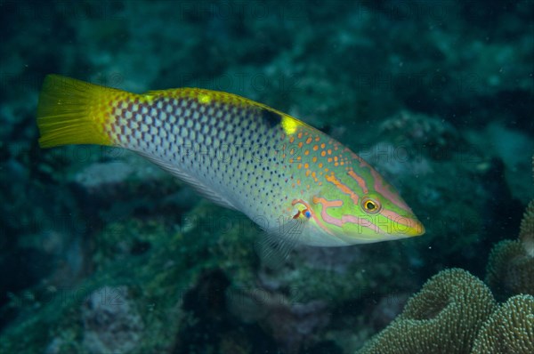 Checkerboard Wrasse