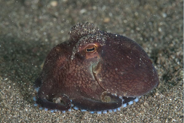 Veined Octopus