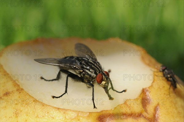 Grey flesh fly