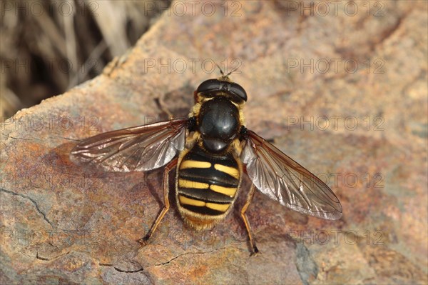 Hoverfly