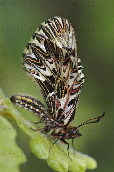 Southern Festoon