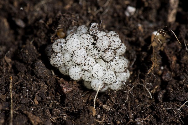 Eggs of the garden snail