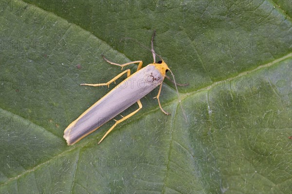 Scarce Footman