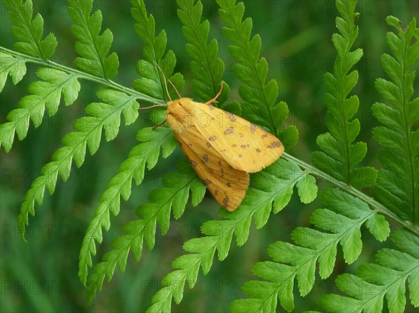 Yellow tiger moth