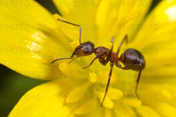 Southern Wood Ant