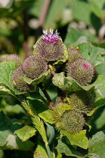 Lesser Burdock