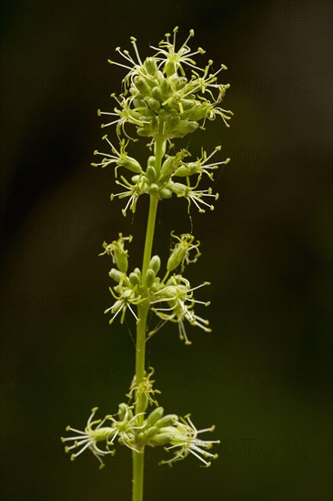 Cucubalus otites