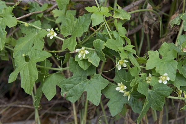 Bryonia cretica dioica