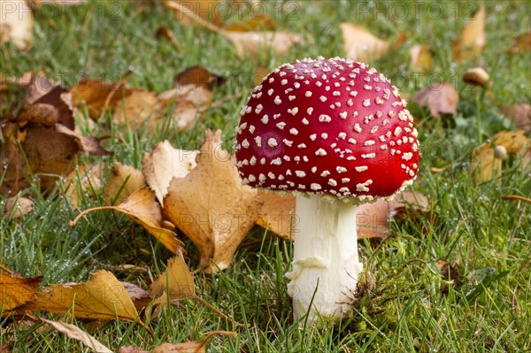 Fly agaric