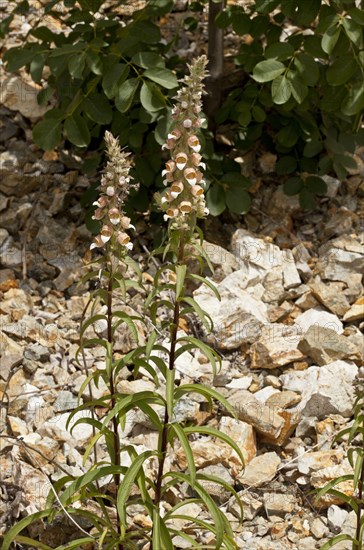 Flowering woolly foxglove