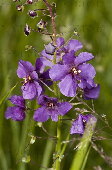 Purple mullein