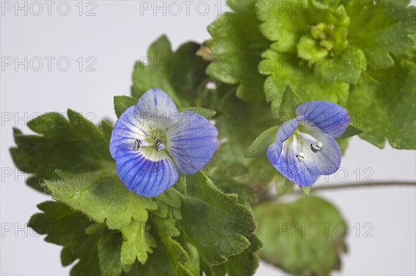 Common field speedwell