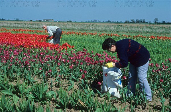 Workers deheading Tulip