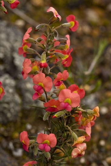 Flowering needle-leaved chorizema