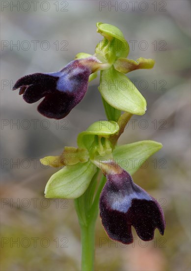 Atlantic atlantic bee-orchid