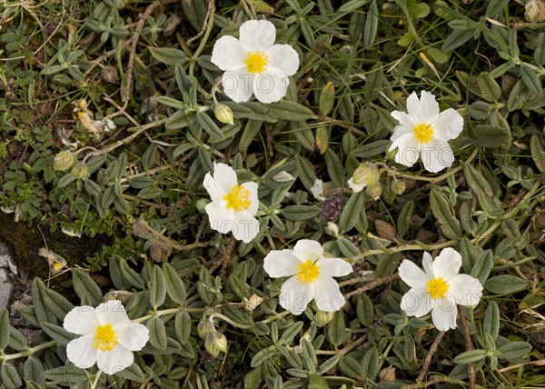 White rock-rose