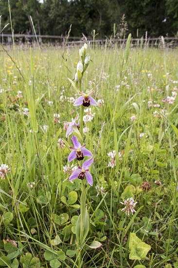 Bee orchid