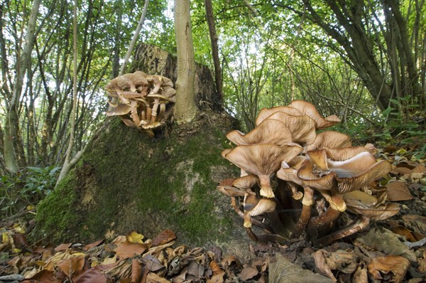 Fruiting body of honey fungus