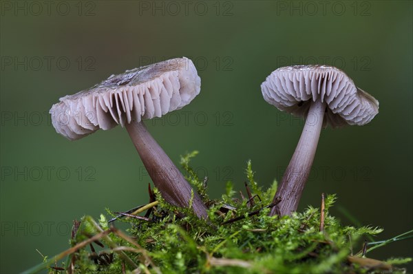 Lilac bonnet